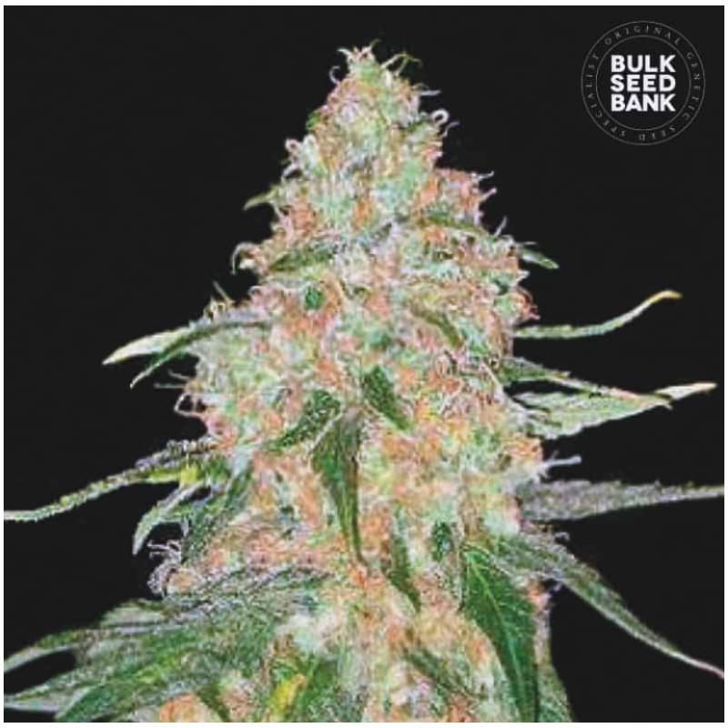 SPECIAL SKUNK · Bulk Seed Bank · semi di canapa · Fem