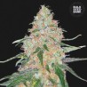 SPECIAL SKUNK · Bulk Seed Bank · semi di canapa · Fem