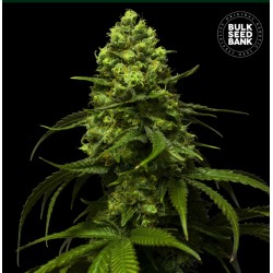 STRAWBERRY FERRY · Bulk Seed Bank · cannabis seeds · Fem