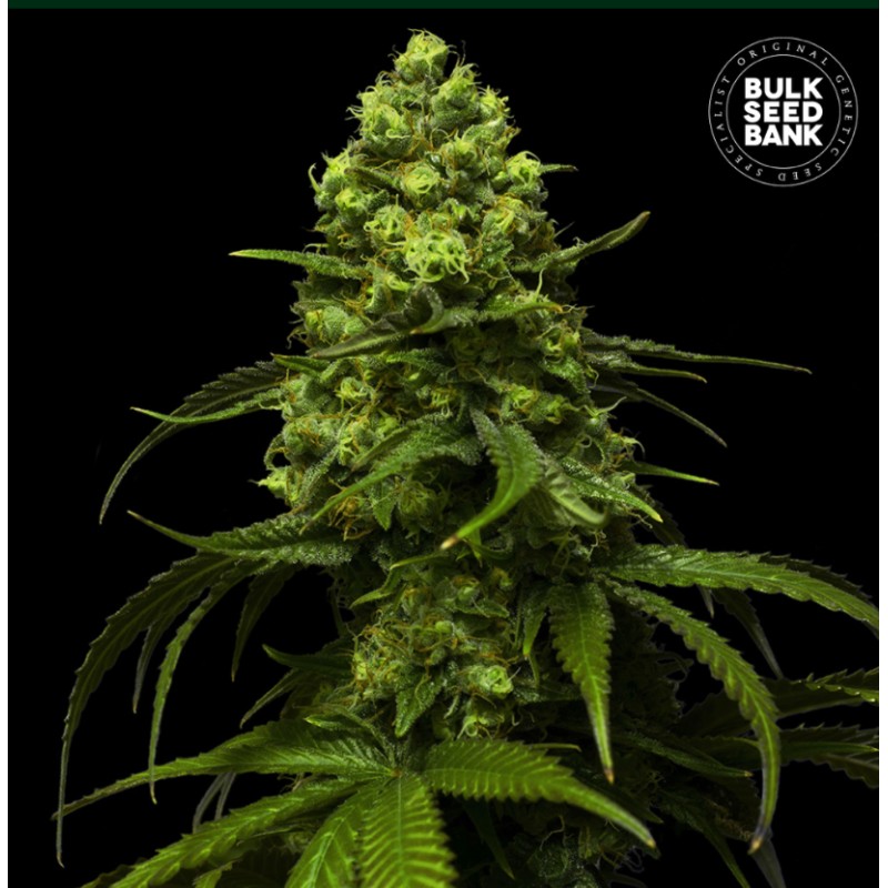 STRAWBERRY FERRY · Bulk Seed Bank · semillas de marihuana · Fem