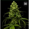 STRAWBERRY FERRY · Bulk Seed Bank · semillas de marihuana · Fem