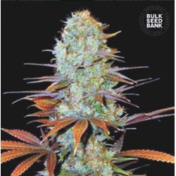 SUNMANGO · Bulk Seed Bank · semi di canapa · Fem