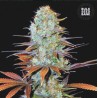 SUNMANGO · Bulk Seed Bank · semillas de marihuana · Fem