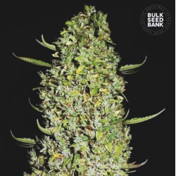 THE UNLIMITED · Bulk Seed Bank · semi di canapa · Fem