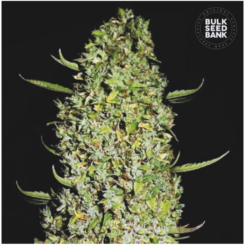 THE UNLIMITED · Bulk Seed Bank · semi di canapa · Fem