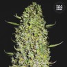 THE UNLIMITED · Bulk Seed Bank · semi di canapa · Fem
