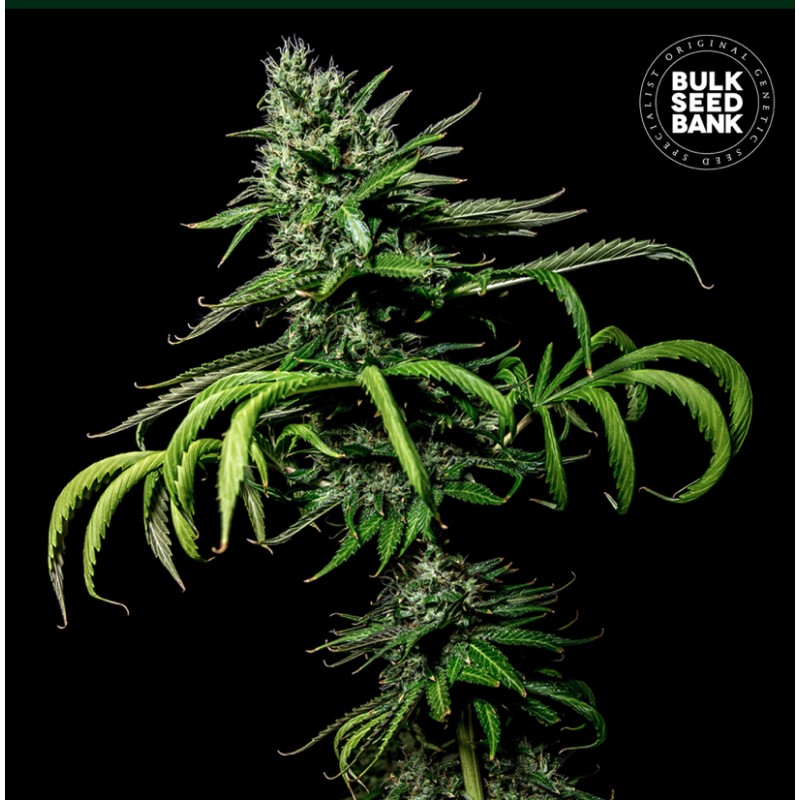 TROPICAL COCONUT · Bulk Seed Bank · semi di canapa · Fem