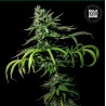 TROPICAL COCONUT · Bulk Seed Bank · cannabis seeds · Fem