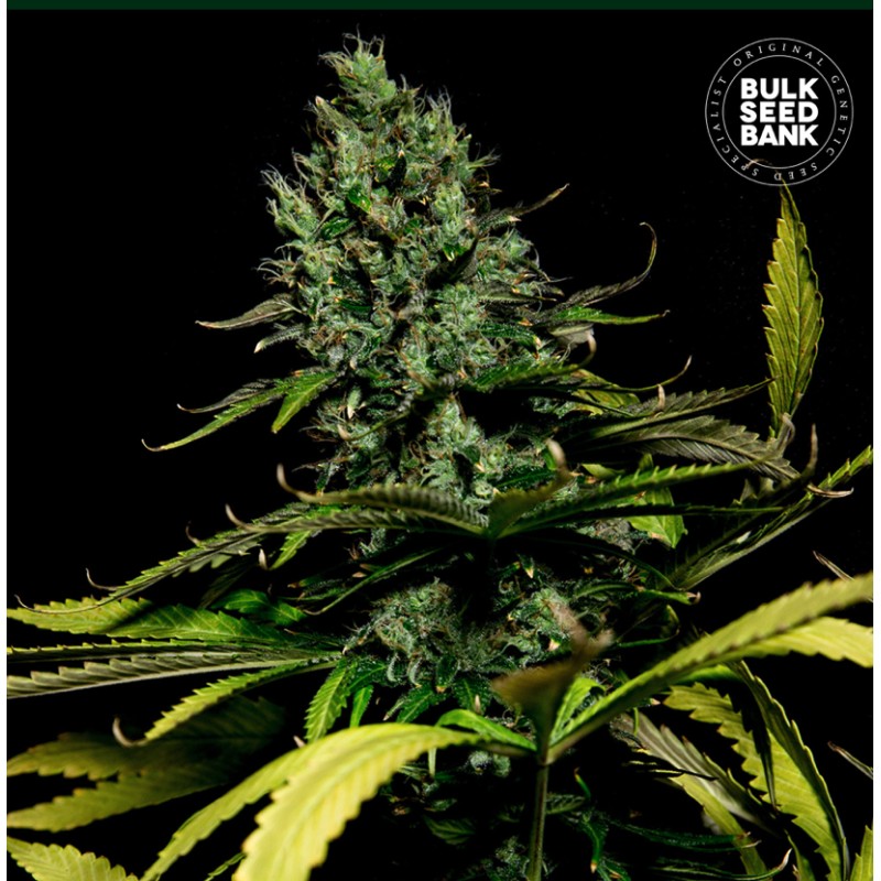 WATERMELON JAM · Bulk Seed Bank · semillas de marihuana · Fem