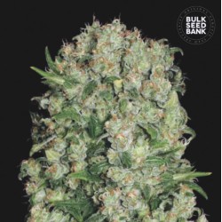 WHITE PRUSSIAN · Bulk Seed Bank · semillas de marihuana · Fem