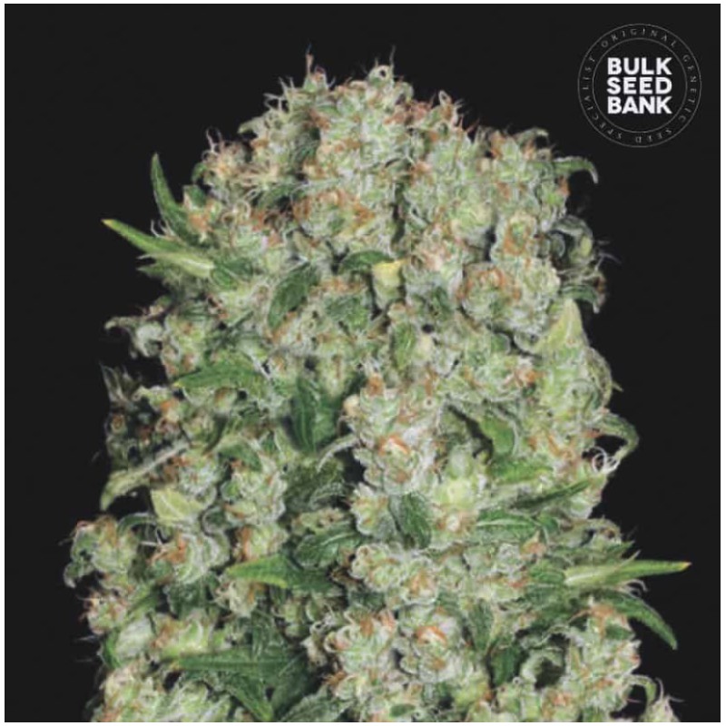 WHITE PRUSSIAN · Bulk Seed Bank · semillas de marihuana · Fem