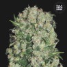 WHITE PRUSSIAN · Bulk Seed Bank · semi di canapa · Fem