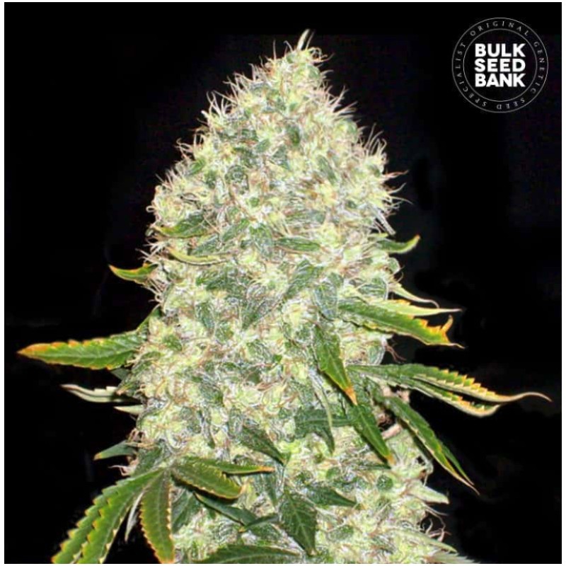 WHITE WIDOW · Bulk Seed Bank · cannabis seeds · Fem