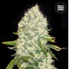 WHITE WIDOW · Bulk Seed Bank · semillas de marihuana · Fem