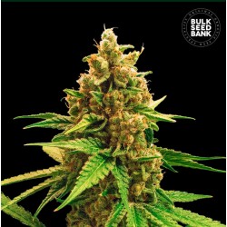 WINNING CAKE · Bulk Seed Bank · semi di canapa · Fem