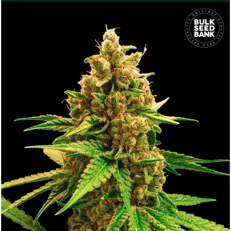 WINNING CAKE · Bulk Seed Bank · semillas de marihuana · Fem