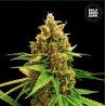 WINNING CAKE · Bulk Seed Bank · semillas de marihuana · Fem
