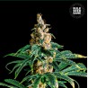 ZKITTLY ZI ZI · Bulk Seed Bank · semi di canapa · Fem