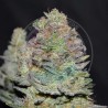 DELICIOUS COOKIES AUTO · Delicious · semillas de marihuana · AutoFem