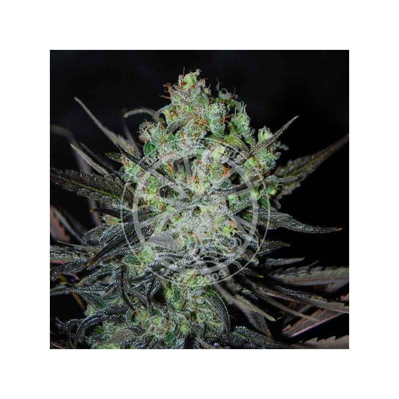 ELEVEN ROSES AUTO · Delicious · cannabis seeds · AutoFem