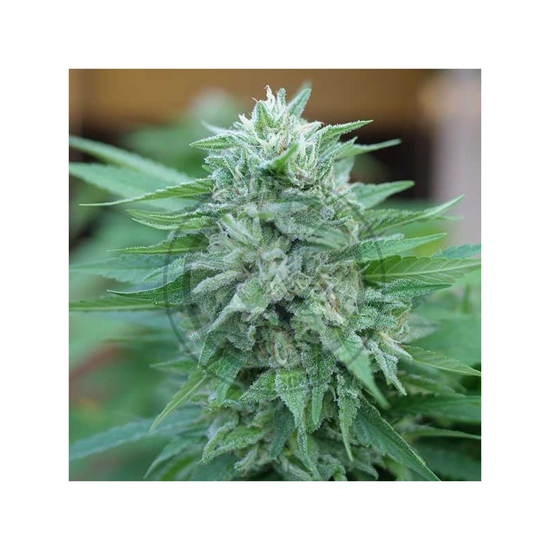 MOBY DELICIOUS · Delicious · semillas de marihuana · Fem