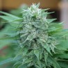 MOBY DELICIOUS · Delicious · semillas de marihuana · Fem