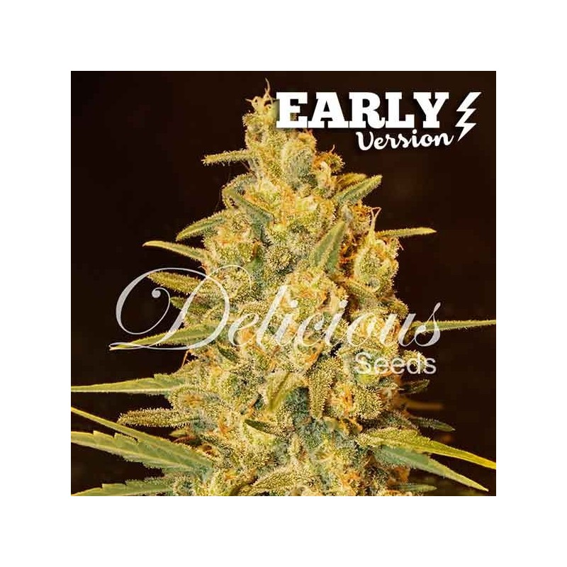 CRITICAL SENSI STAR EARLY VERSION · Delicious · semillas de marihuana · Fem