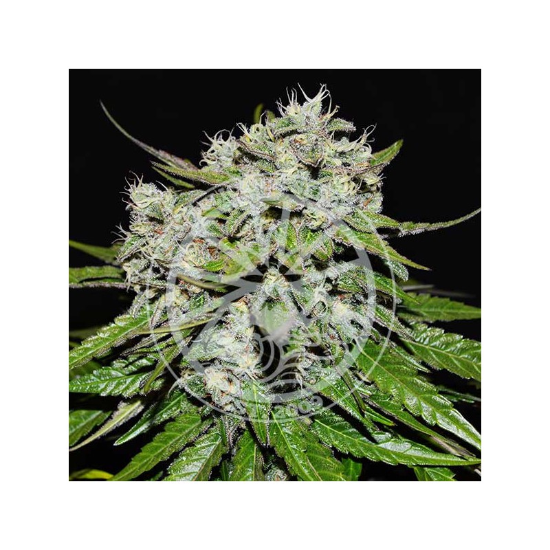 NEVILLE`S ROSE AUTO · Delicious · semillas de marihuana · AutoFem