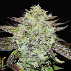 PURPLE MANGO KUSH · Delicious · semillas de marihuana · Fem