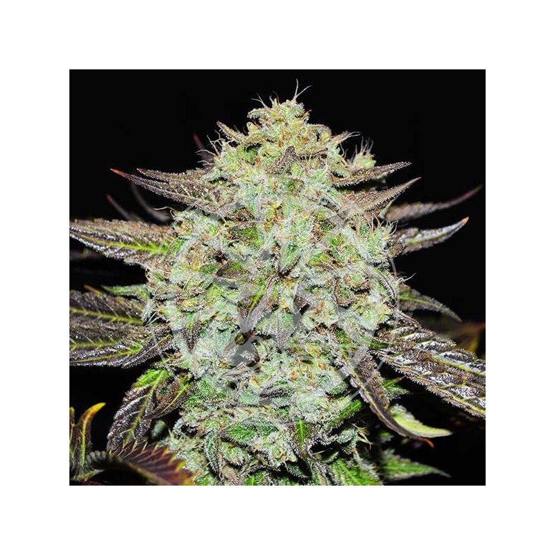 PURPLE MANGO KUSH · Delicious · semillas de marihuana · Fem