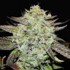 PURPLE MANGO KUSH · Delicious · semillas de marihuana · Fem