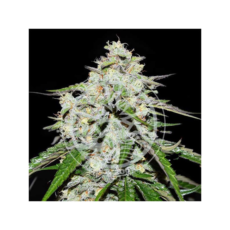 SPACE COOKIES AUTO · Delicious · semi di canapa  · AutoFem