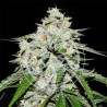 SPACE COOKIES AUTO · Delicious · cannabis seeds · AutoFem