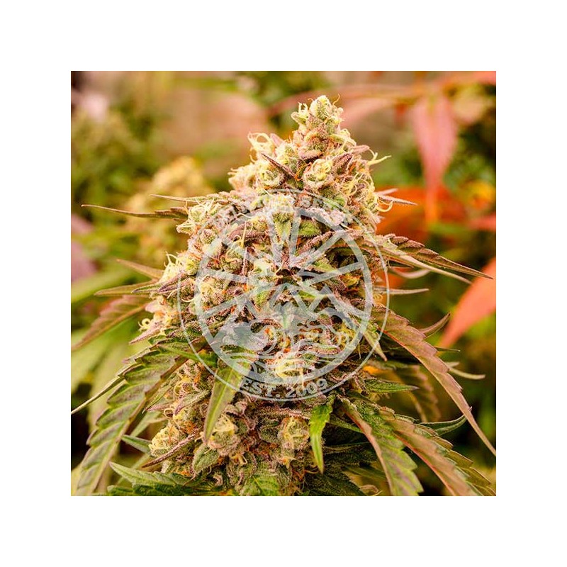 SUNDAY PUNCH · Delicious · semillas de marihuana · Fem