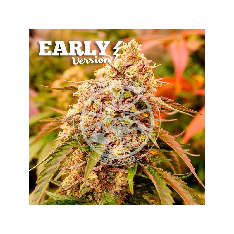 SUNDAY PUNCH EARLY VERSION · Delicious · semillas de marihuana · Fem