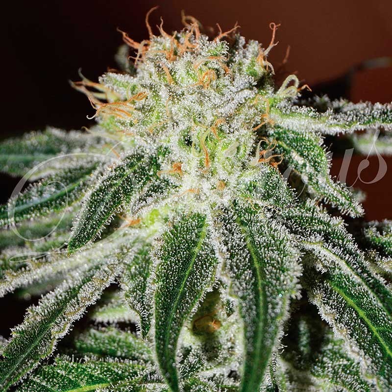 BLACK RUSSIAN · Delicious · semillas de marihuana · Fem