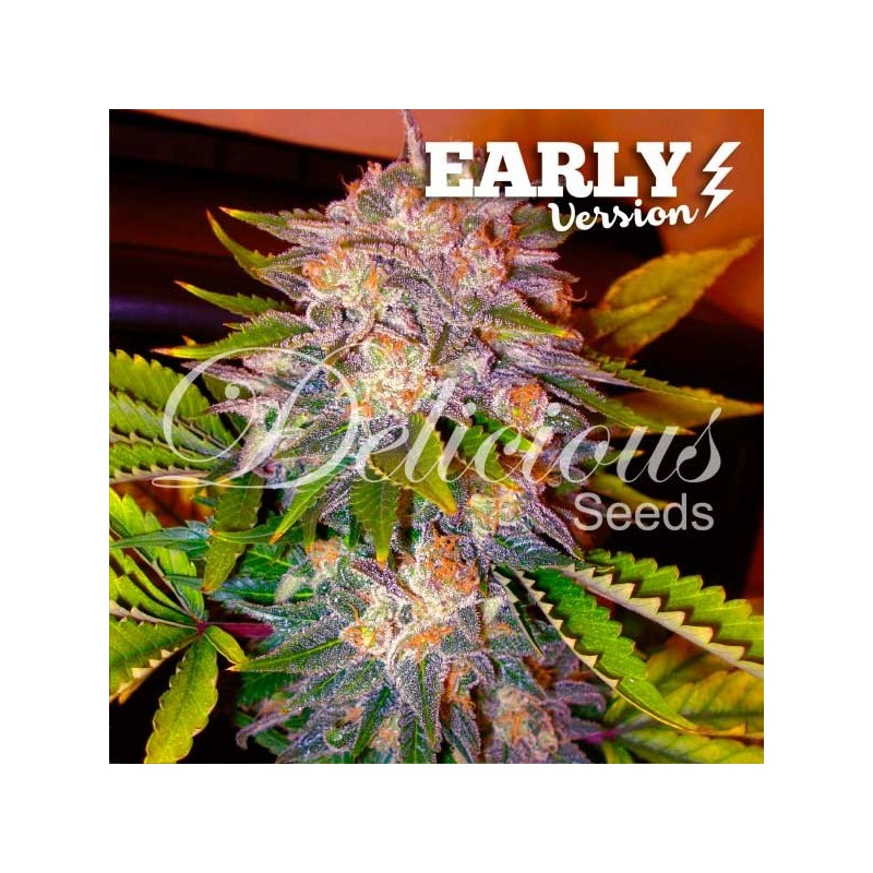 CARAMELO EARLY VERSION · Delicious · semillas de marihuana · Fem