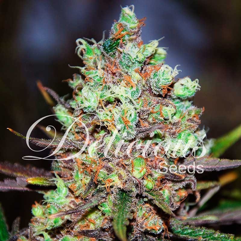 COTTON CANDY KUSH · Delicious · semillas de marihuana · Fem