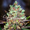 COTTON CANDY KUSH · Delicious · cannabis seeds · Fem