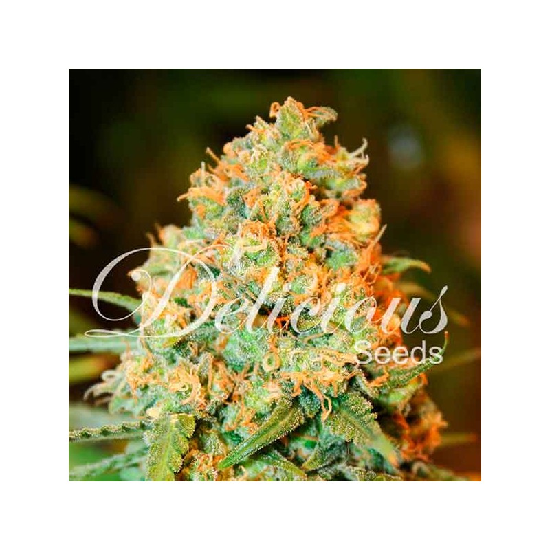 CRITICAL SUPER SILVER HAZE · Delicious · semillas de marihuana · Fem