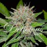 DEEP MANDARINE CBD · Delicious · semillas de marihuana · Fem