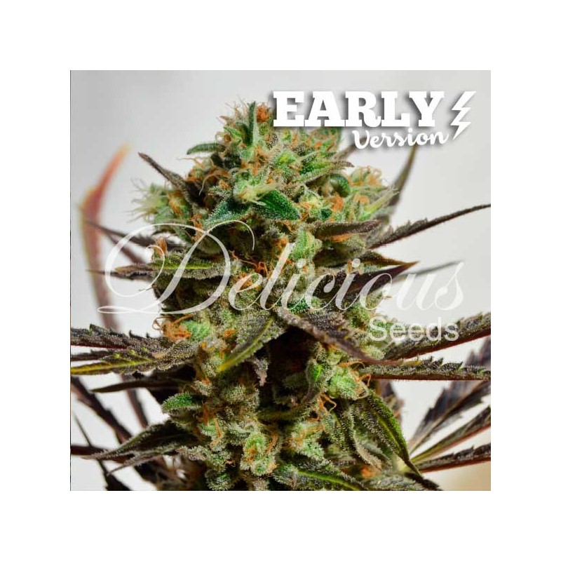 DELICIOUS CANDY EARLY VERSION · Delicious · cannabis seeds · Fem