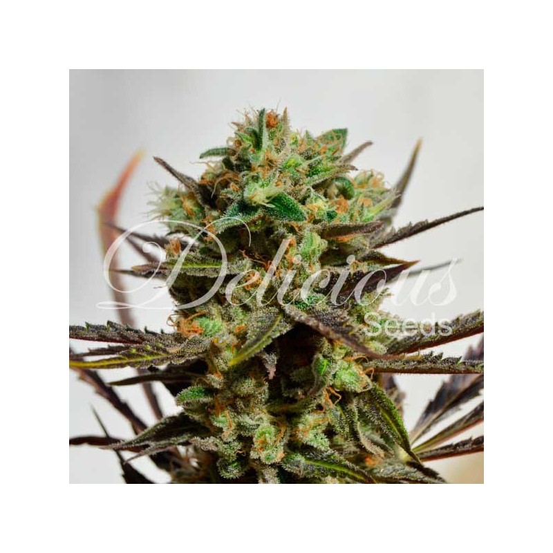 DELICIOUS CANDY· Delicious · semillas de marihuana · Fem
