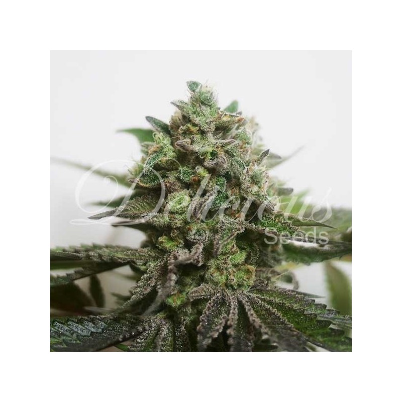 DELIMED CBD PLUS · Delicious · semillas de marihuana · Fem