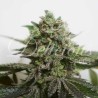 DELIMED CBD PLUS · Delicious · semillas de marihuana · Fem