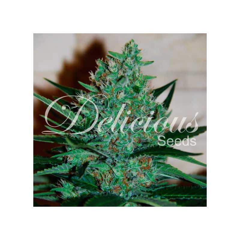 FRUITY CHRONIC JUICE · Delicious · semillas de marihuana · Fem