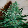 FRUITY CHRONIC JUICE · Delicious · semillas de marihuana · Fem
