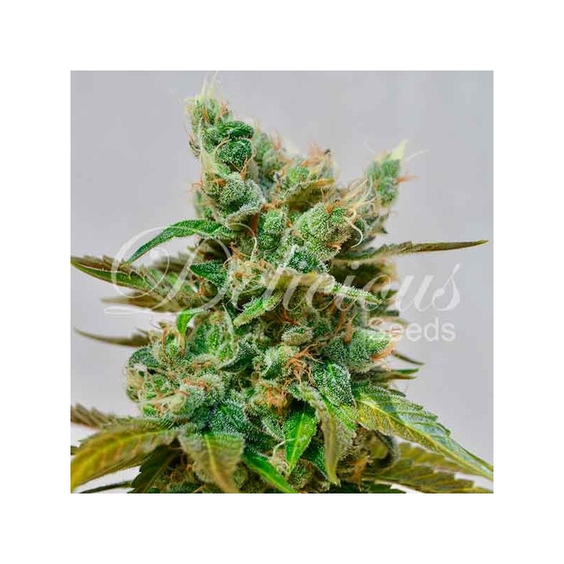 HONEYBELLS CBD · Delicious · semillas de marihuana · Fem