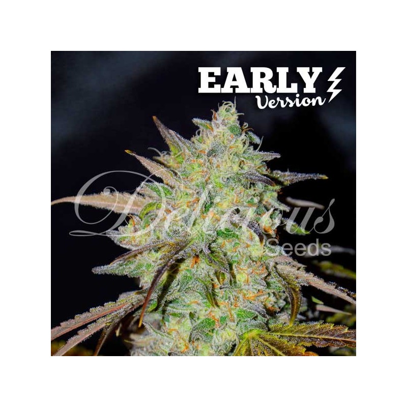 MARMALATE  EARLY VERSION · Delicious · semillas de marihuana · Fem