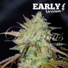 MARMALATE  EARLY VERSION · Delicious · semillas de marihuana · Fem